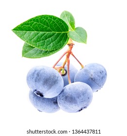 Branch of blueberries with leaves. Blueberry plant isolated on white background.