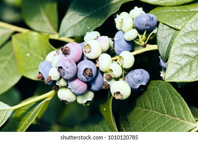 the branch of blueberryes in nature, note shallow depth of field - Shutterstock ID 1010120785