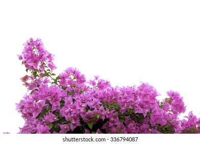 branch of bougainvillea flowers isolated on white background