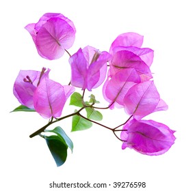 Branch of bougainvillea flowers isolated on white background