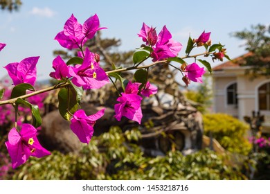A branch of bougainvillea glabra on a blurred background