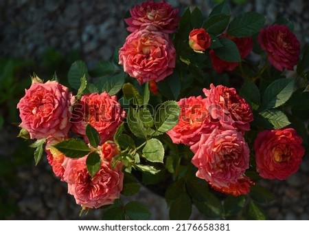 A branch of bright pink and orange flowers Chilly Clementine border rose cultivar, on dark background