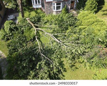The branch of a broken tree after the storm on the grounds of a house
