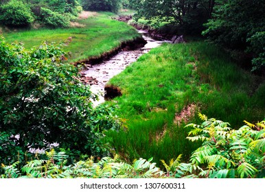 Branch Brook, Rachel Carson National Wildlife Refuge, Maine, USA