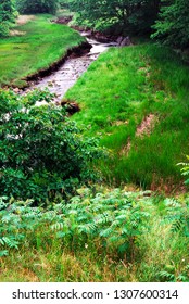 Branch Brook, Rachel Carson National Wildlife Refuge, Maine, USA