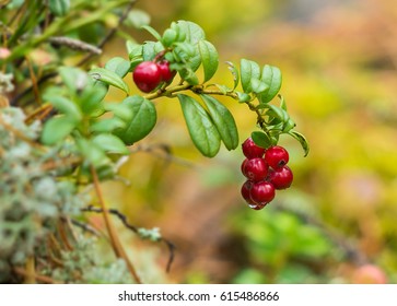 Branch Of A Bush Cranberries With Red Berries In The Forest.