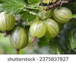 Branch bush of gooseberry with ripe berries