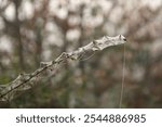 Branch of a bush with green leaves and red berries covered with threads of webbing against the background of a forest in the fog