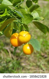 Branch Of Calamondin (lat. Citrofortunella Microcarpa) With Ripe Fruits And Leaves