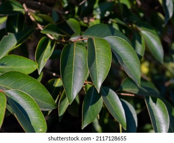 Branch Of California Bay Laurel Leaves On The Tree