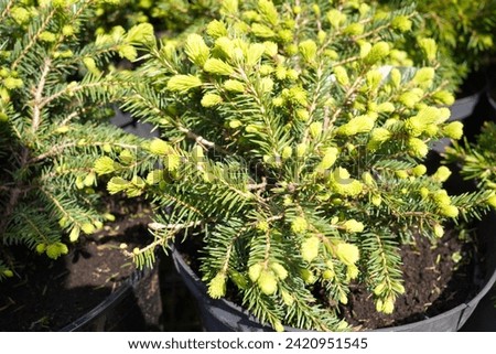 a branch of Canadian pine with yellow needles on the buds of a seedling grown in a pot with soil in a nursery of ornamental plants in spring during the sale period. 