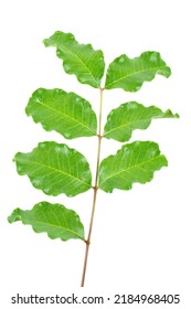 Branch Of Carob Tree (locust Bean )isolated On A White Background