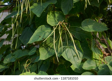 182 Catalpa seed pods Images, Stock Photos & Vectors | Shutterstock