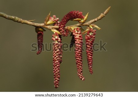 A branch of the catkins and new shoots of a Black Poplar Tree growing in the wild in the UK.