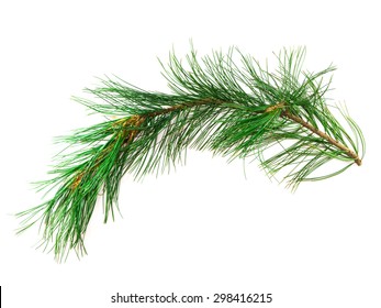 Branch Cedar Close-up Isolated On A White Background