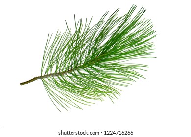 Branch Of Cedar Isolated On White Background