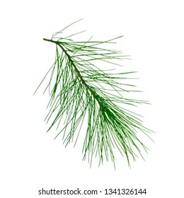 Branch Of Cedar Isolated On White Background