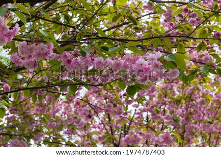 Branch of cherry blossom tree with delicate pink flowers and spring young leaves located horizontally on a blurred background of other branches
