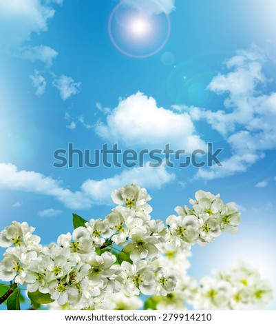 Similar – White apple blossoms in front of a blue sky