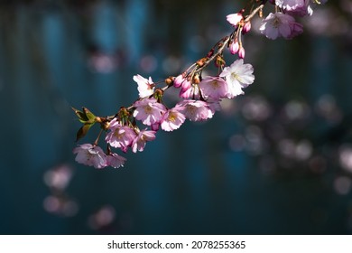 A branch of cherry blossoms cross diagonally against a dark blue background with bokeh created by out of focus blossoms