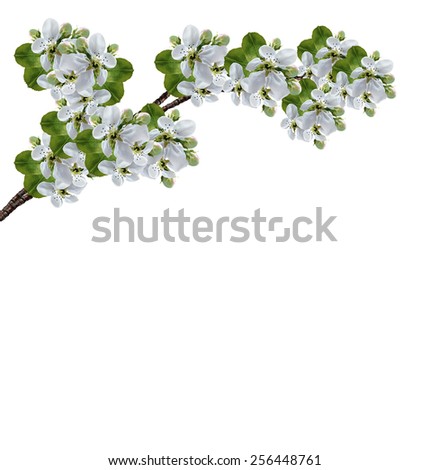 Similar – White apple blossoms in front of a blue sky