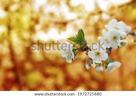 Similar – Image, Stock Photo Blossom pear tree in white flowers