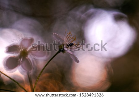 Similar – White garden dahlia against a blue sky