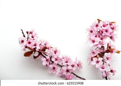 Branch Japanese Cherry Blossom White Background Stock Photo (Edit Now ...