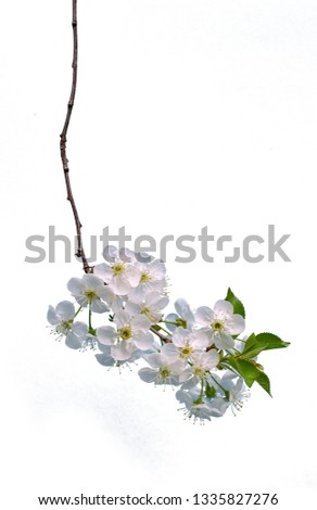 Similar – cherry brandy Nature Plant