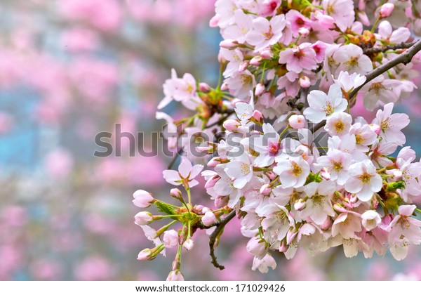 桜の枝 春の風景 の写真素材 今すぐ編集