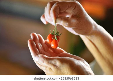 branch of cherry tomatoes, close-up, holding vegetables in hand, red berries. - Powered by Shutterstock