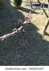 Branch of cherry tree in early spring.