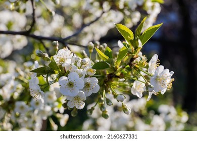 Branch of the cherry tree at the start of flowering on a blurred background in selective focus, background - Shutterstock ID 2160627331