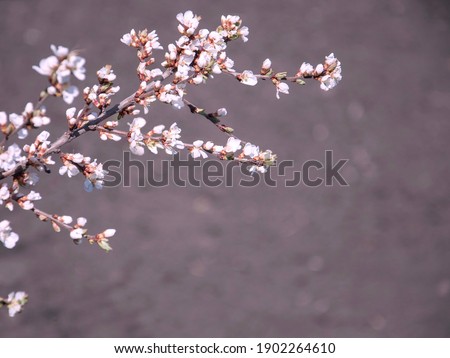 A branch of Chinese cherry blossoms with pink flowers. Artistic photo. Copy space Stock photo © 
