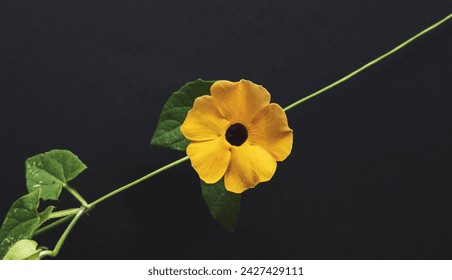 Branch of a climbing plant with yellow flower (Thunbergia alata) diagonally crossing against a black background.