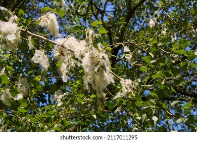 Branch Close Up Of Black Poplar Tree