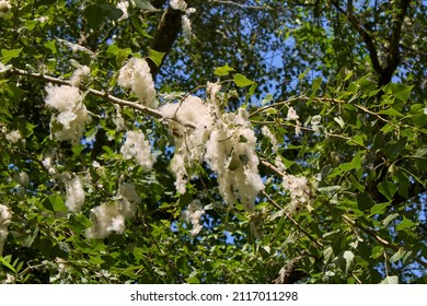 Branch Close Up Of Black Poplar Tree