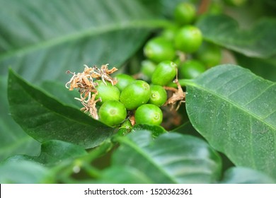 Branch Of Coffea Arabica. Green Coffee Beans On The Tree