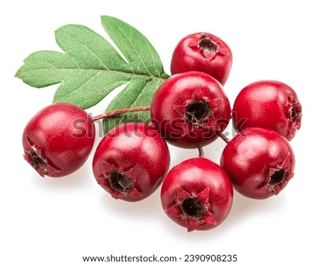 Branch of  common hawthorn with berries isolated on white background.