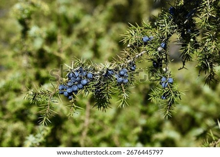 A branch of common juniper (Juniperus communis) with sharp green needles and clusters of ripening blue-black berries.