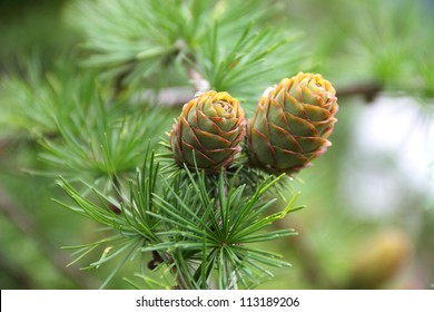 Branch with cones. Larix leptolepis - Powered by Shutterstock