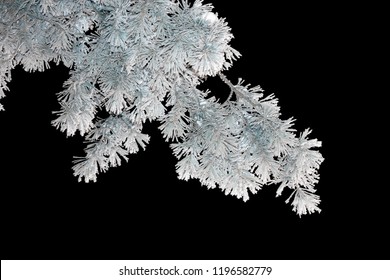 A branch of a conifer tree in the snow on a black isolated background. Winter.