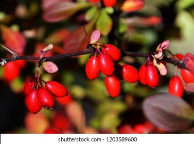 A Branch With Cornus Mas Fruit