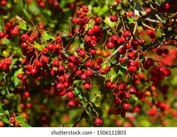 A Branch With Cornus Mas Fruit