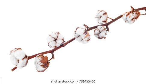 branch of cotton flowers isolated on white background