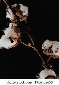 A Branch Of Cotton On A Black Background. Large Cotton Inflorescences, Macro Shot Of A Dry Plant. Top View, Space For Text