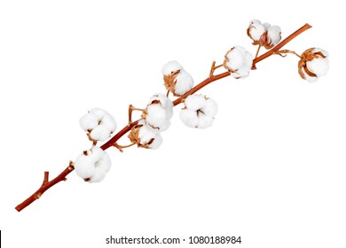 Branch of cotton plant isolated on white background