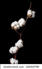 Branch Of Cotton Plant Isolated On The Black Background