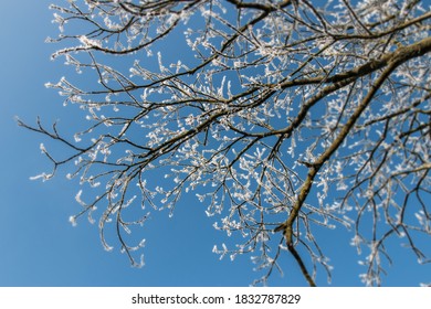 A Branch Covered by Rime