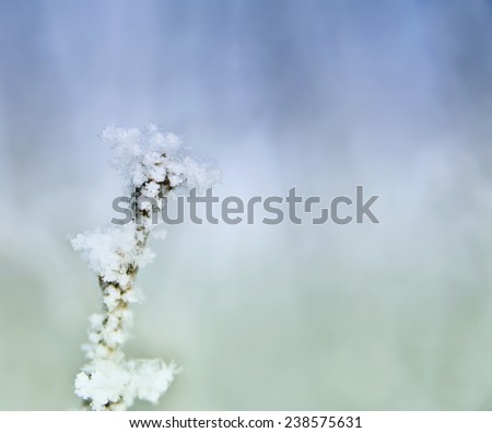 Similar – Image, Stock Photo Frozen Moss Winter